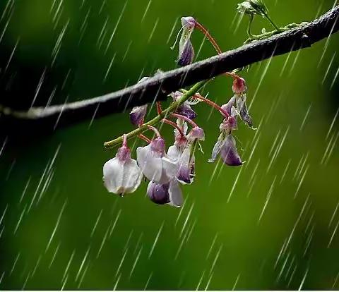 昨天今天下雨天(翻唱)是取自蒋捷词的 灵感？