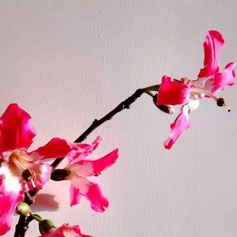 远渡重洋的美人~~异木棉