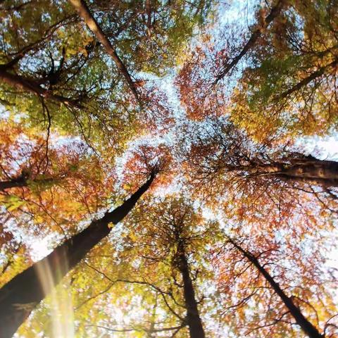 秋日的诗~~流花湖落羽杉