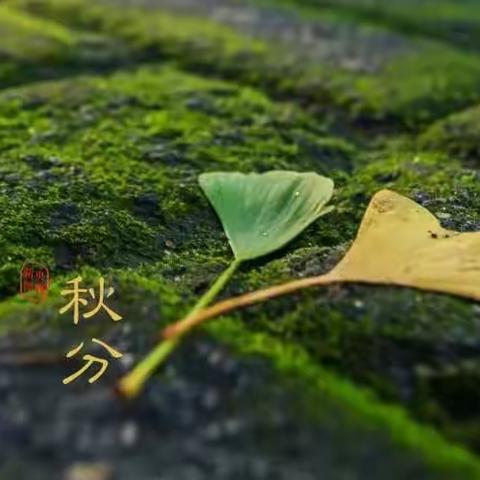 五十四所幼儿园【小班组】  — —二十四节气之 “秋分”🍂