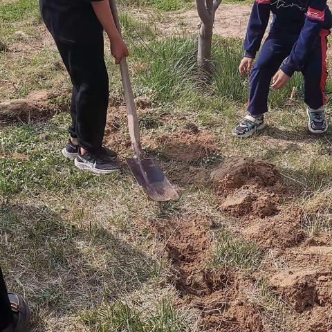 田庄小学三年级二班种植田活动纪实