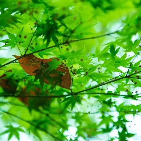 阳春三月，烟雨江南！