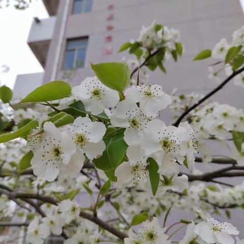 同课异构展风采    异彩纷呈显匠心——黑池镇中心小学“第二堂课”主题研修系列活动之同课异构