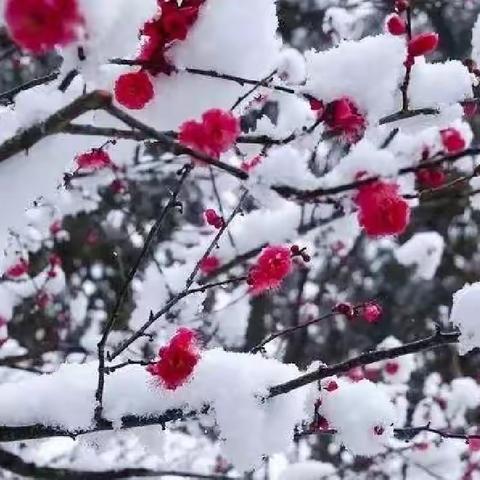 潍城区仓南路学校三年级二班对对碰（第47期）冷风侵暖袖  冰雨透薄衫