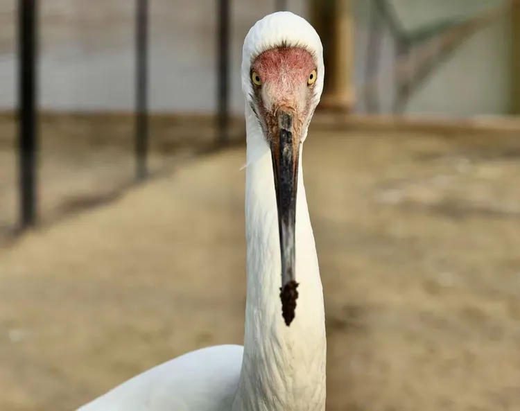 丹顶鹤的第二故乡