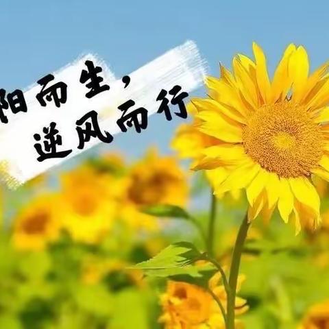向阳而生，逆风而行🪁