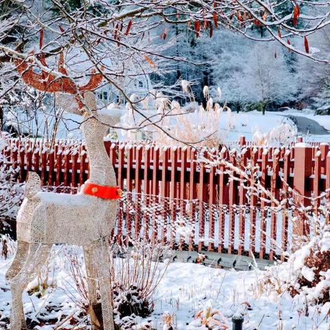 百花篇（九五）2022 小院里的风花雪月（之二）