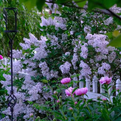 百花篇(十三)：丁香