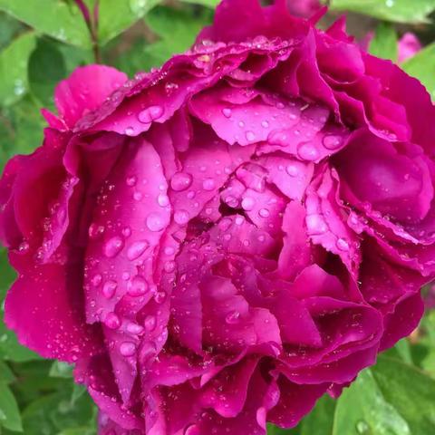 朋友圈里的牡丹图（来自洛阳）