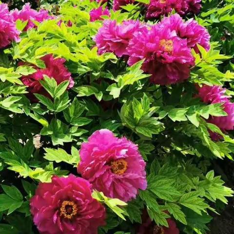 花儿为什么这样红（7611微信群花卉摄影选）