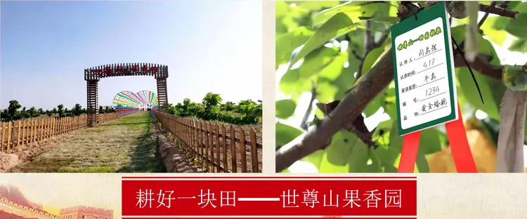 连翘的亩产量