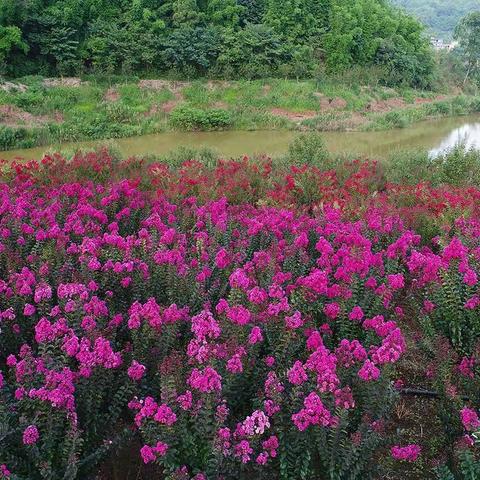 紫薇花开凤茗谷 十里之外有余香