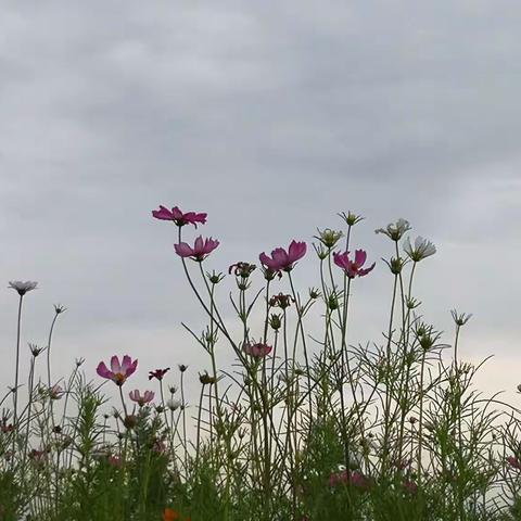 与花相约