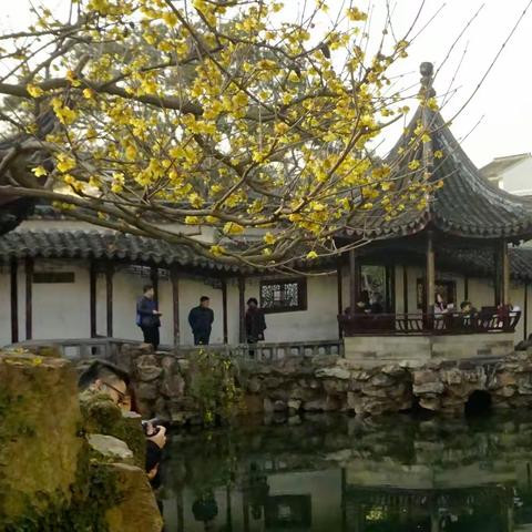 乙亥年初二游网师园