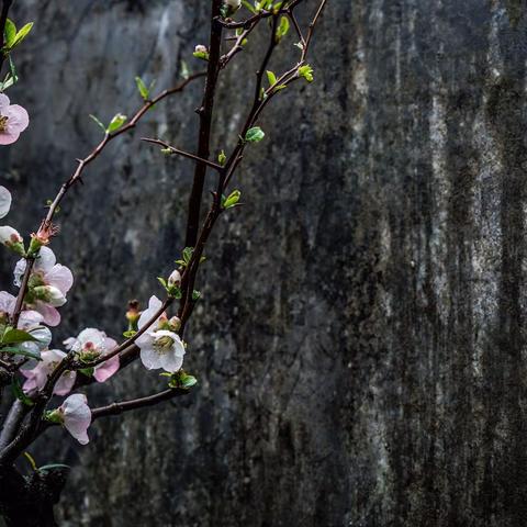 花草也有味道。