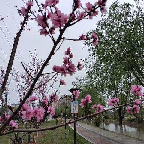 桃花盛开的季节