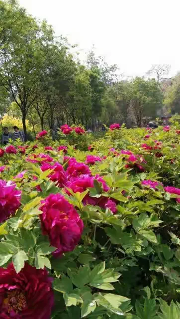 山西红牡丹出售信息网站_红牡丹 价格