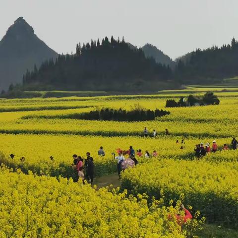 云南游——醉美在罗平的油菜花海里（一）