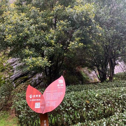 雨中游大红袍景区