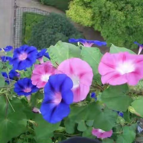 我爱我家花园