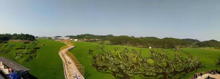 发财树种植基地在哪里