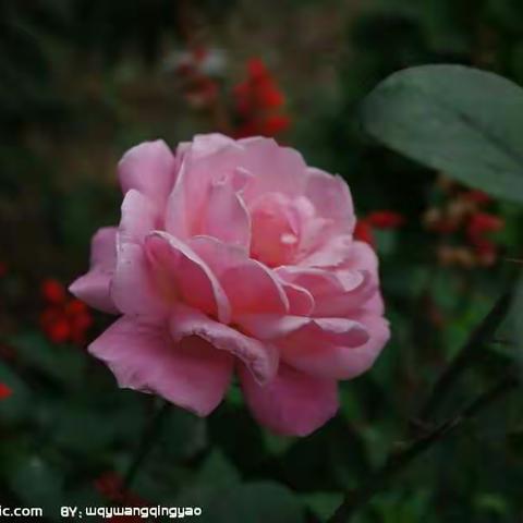 美丽的花朵