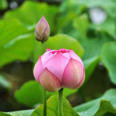 田田初出水，菡萏念娇蕊。