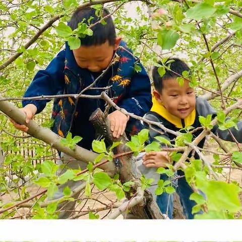 翁牛特旗乌丹蒙古族幼儿园大三班《不负春光，不负童年》主题活动🌿🍃🌱