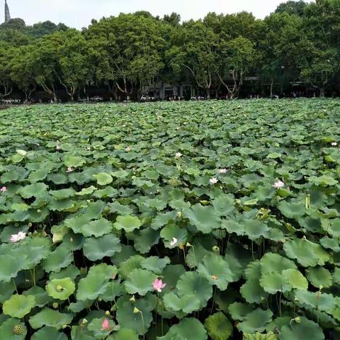 杭绍行（五）西湖、岳王庙