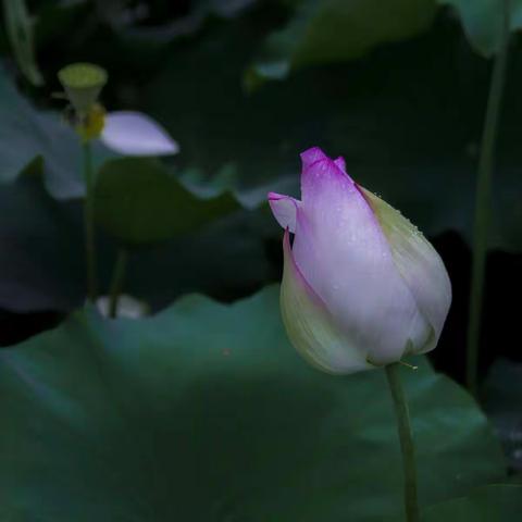 清风润初心，廉洁长相伴（一）