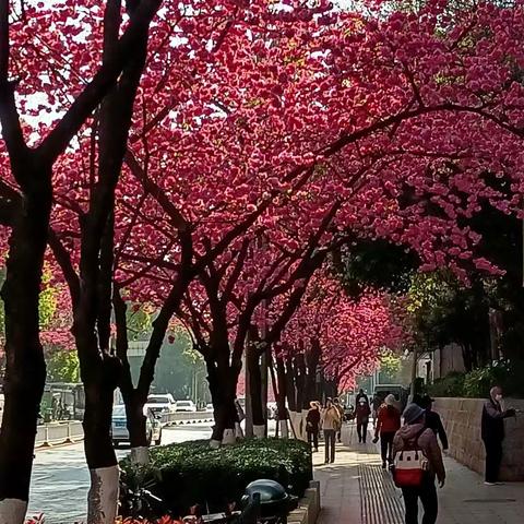 樱花🌸绽放似云霞～云南行之一