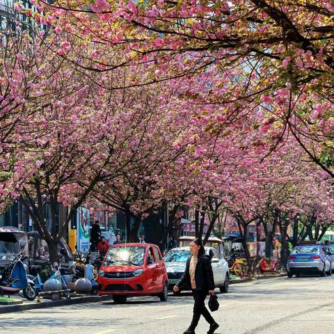 邛崃的美丽樱花大道