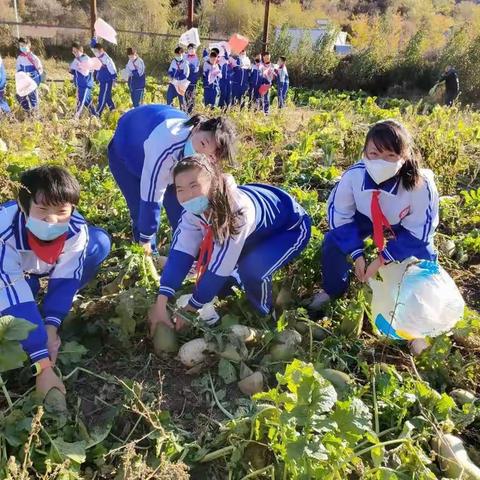 滦平县第五小学——红领巾研学活动之“拔萝卜”