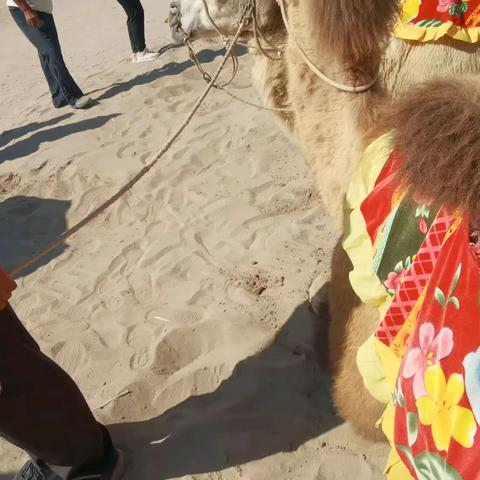 骆驼🐫