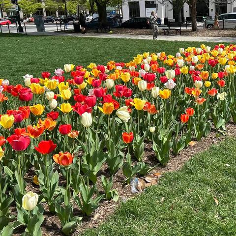 仲春的郁金香沉着稳重，风姿绰约，比初春的粉嫩樱花更多了一份成熟气韵