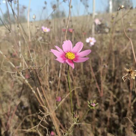 沟通、协作、促进——外国语小学6.5班家长会暨期中考试总结