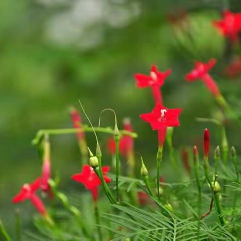 桌子山上红军花