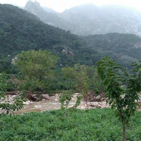 七律 雨后拾趣