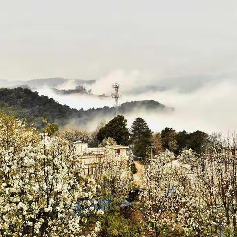 梨花似雪飘洒小山村