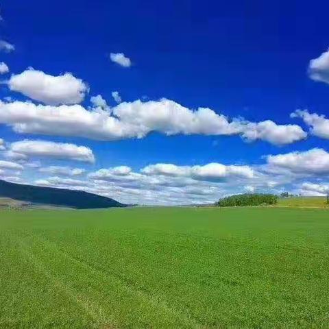 游呼伦贝尔大草原记