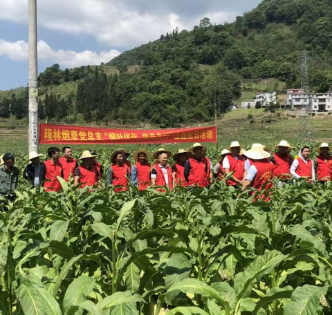 初心向党系烟农 烟叶优化党旗红——隆林县局党总支开展“烟叶优化 党员先行”主题党日活动