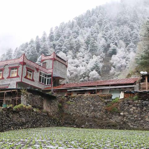 晚春4月理县，在雪花中遇见花开（附视频）