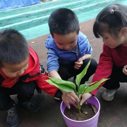 3月12日植树节，我种花了！🌷🌷🌷