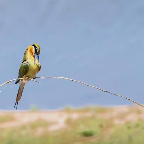又见栗喉蜂虎鸟飞来了