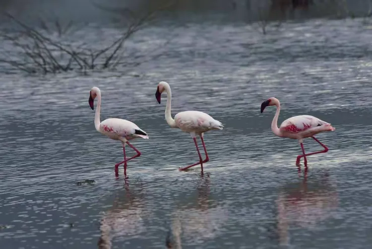 走进火烈鸟的天堂(上篇)