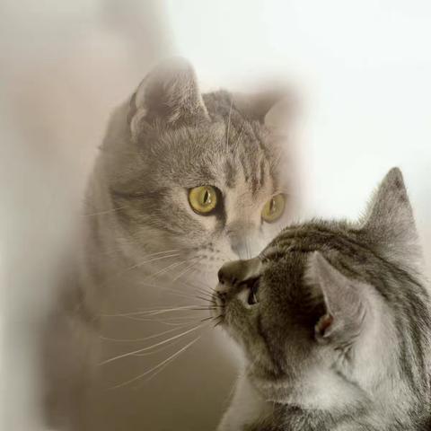 我妹妹家的宠猫一一端端