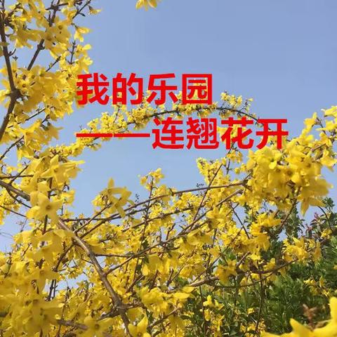 我的乐园——连翘花开