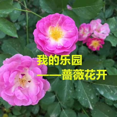 我的乐园——蔷薇花开