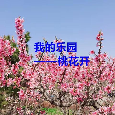 我的乐园——桃花开