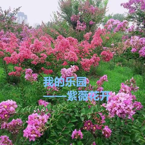 我的乐园——紫薇花开